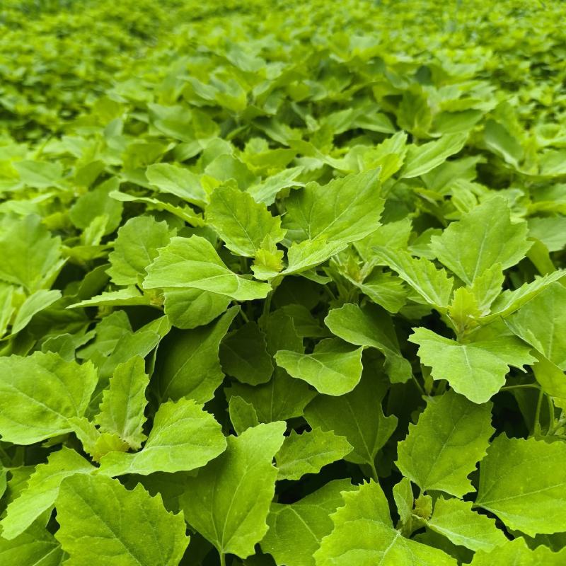灰灰菜
