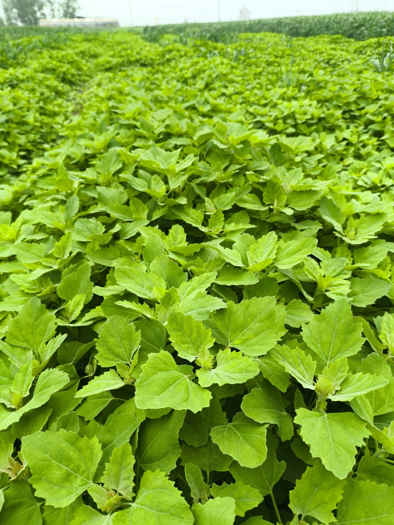 灰灰菜