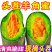 「电商」羊角蜜甜瓜，电商/一件代发/产地直发