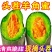 「电商」羊角蜜甜瓜，电商/一件代发/产地直发