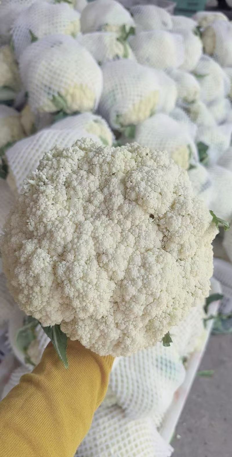 松花菜，产地一手货源，量大优惠，对接全国市场电商平台欢迎