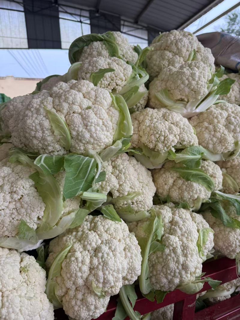 松花菜，产地一手货源，量大优惠，对接全国市场电商平台欢迎