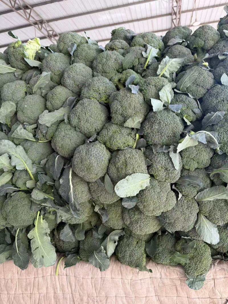 西兰花产地一手货源。量大优惠，对接全国市场电商平台