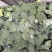 西兰花产地一手货源。量大优惠，对接全国市场电商平台