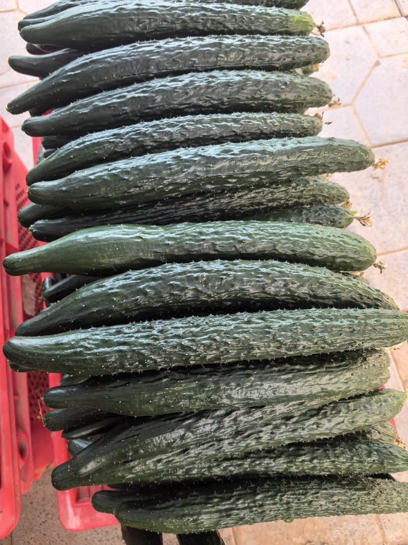 密刺黄瓜大量供应，代收代发，商超，加工厂，电商