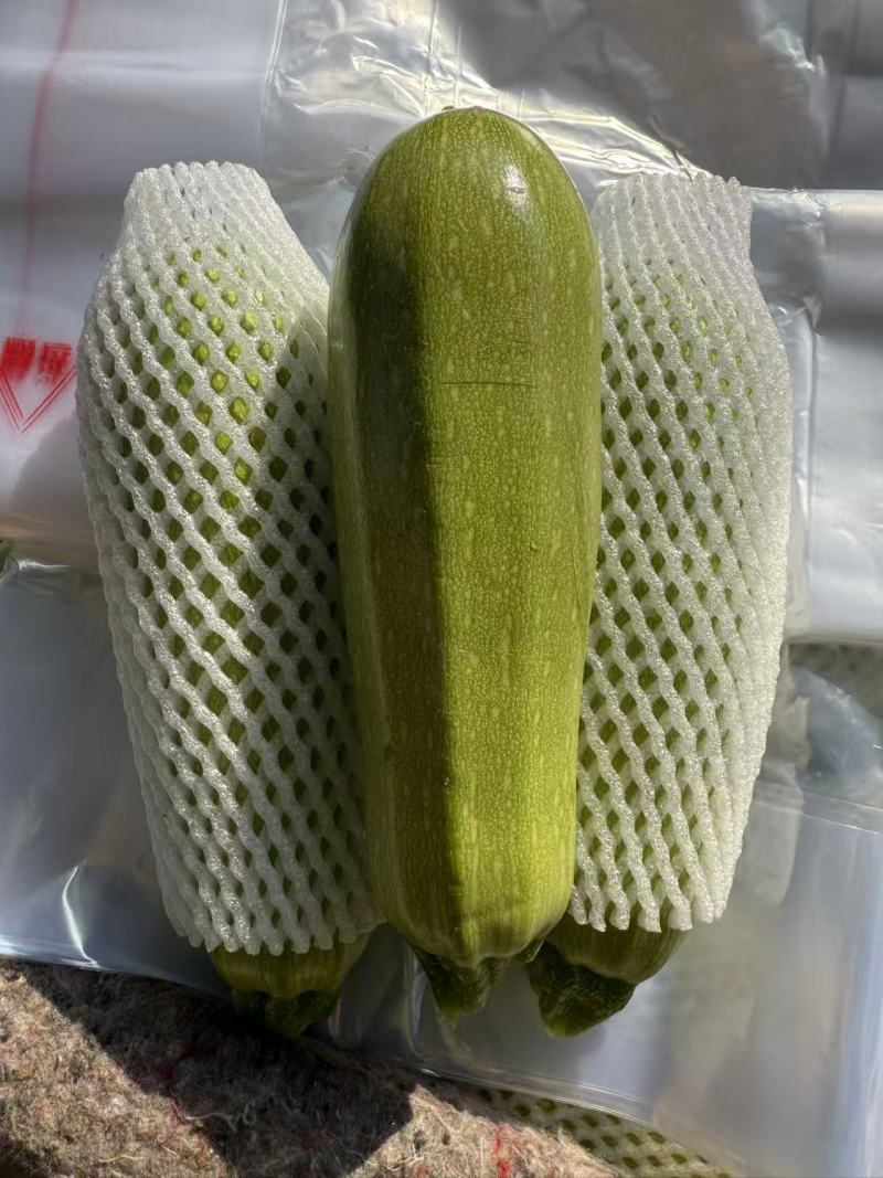 西葫芦，产地一手货源，量大优惠，可视频看货，欢迎合作