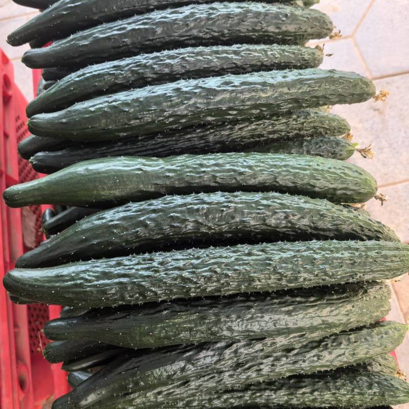 密刺黄瓜大量供应，代收代发，商超，加工厂，电商
