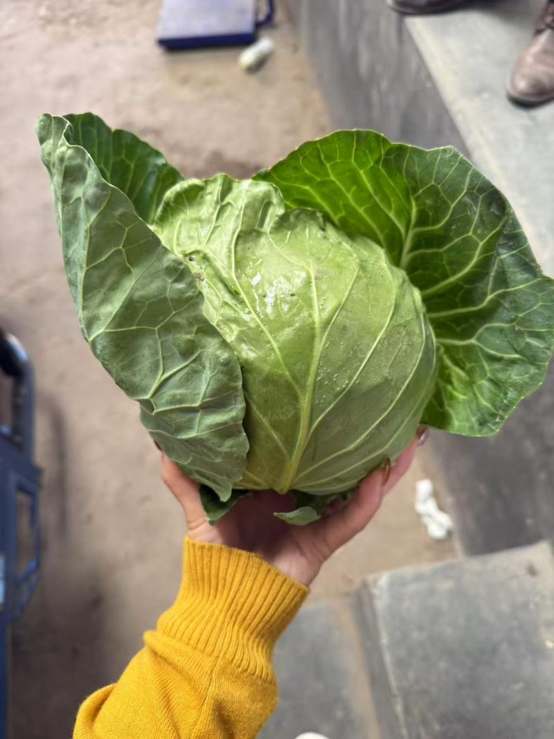 圆包菜，大量有货，产地直发，欢迎新老客户前来合作