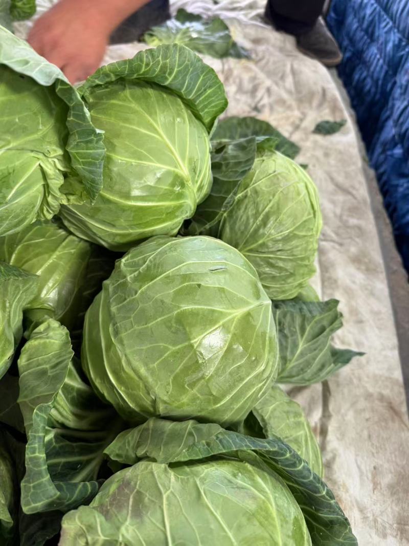 圆包菜，大量有货，产地直发，欢迎新老客户前来合作