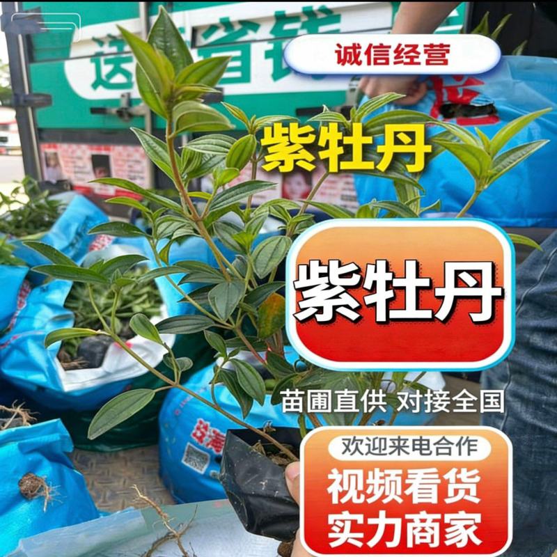 基地直销：紫牡丹（野牡丹）15-20-25-30-50