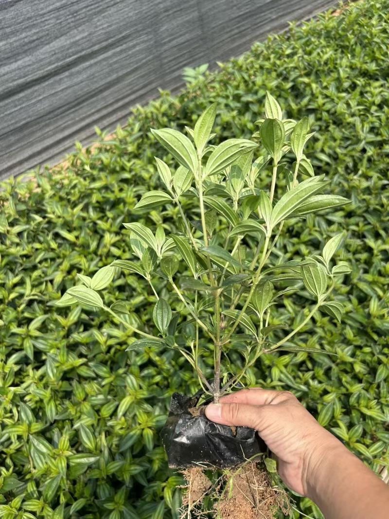 基地直销：紫牡丹（野牡丹）15-20-25-30-50