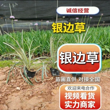 基地直销：银边草10-20-30出售