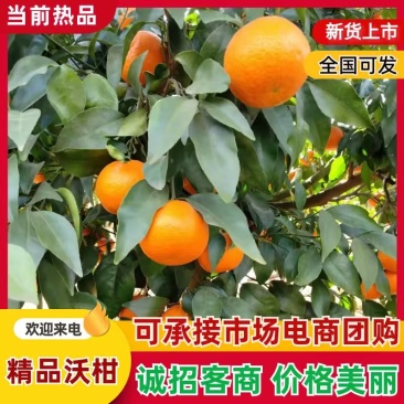 四川沃柑