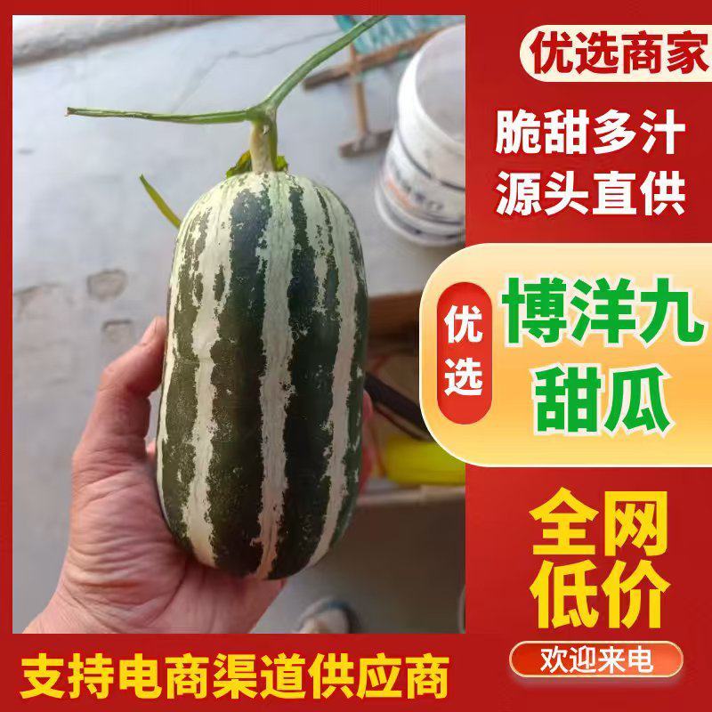 山东……博洋九号甜瓜上市中，羊角蜜绿宝甜瓜……