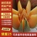 哈密瓜――西周蜜瓜