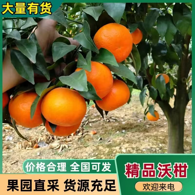 精品沃柑