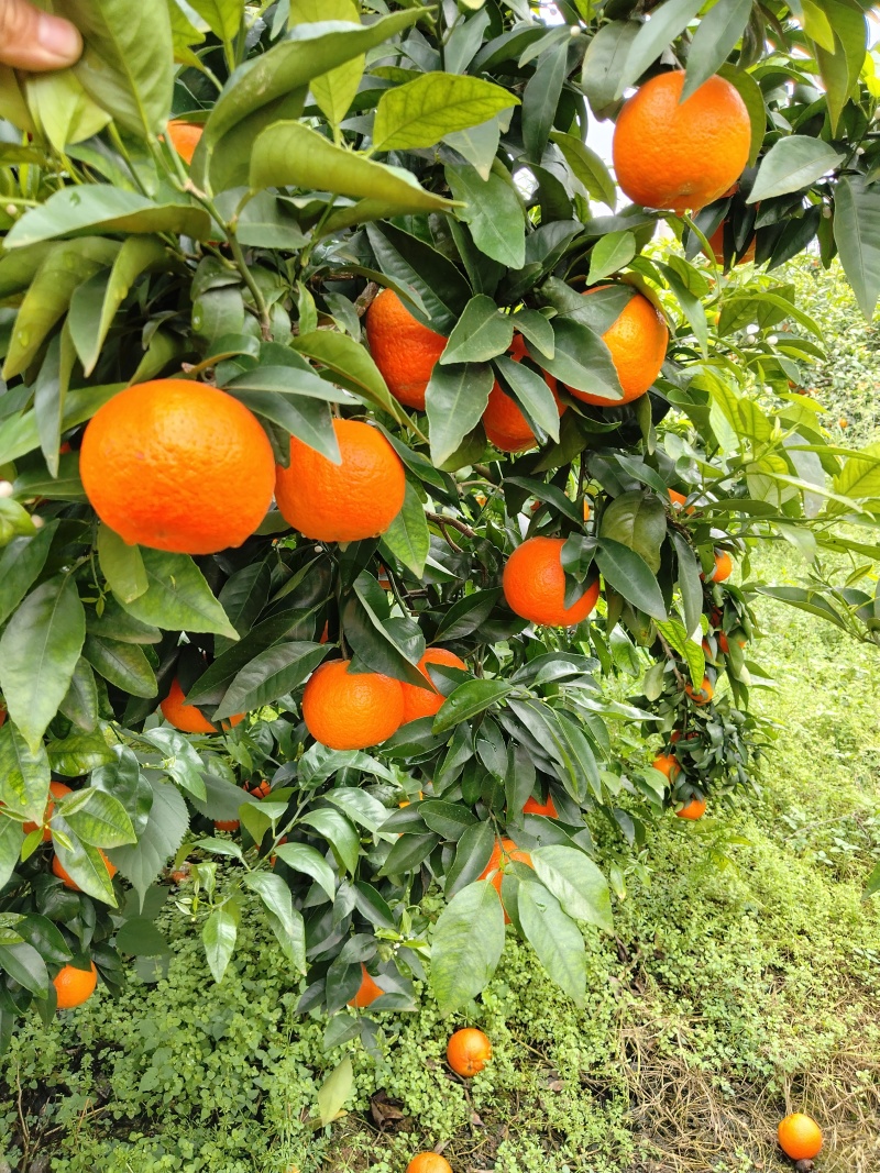 精品沃柑