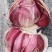 红皮蒜