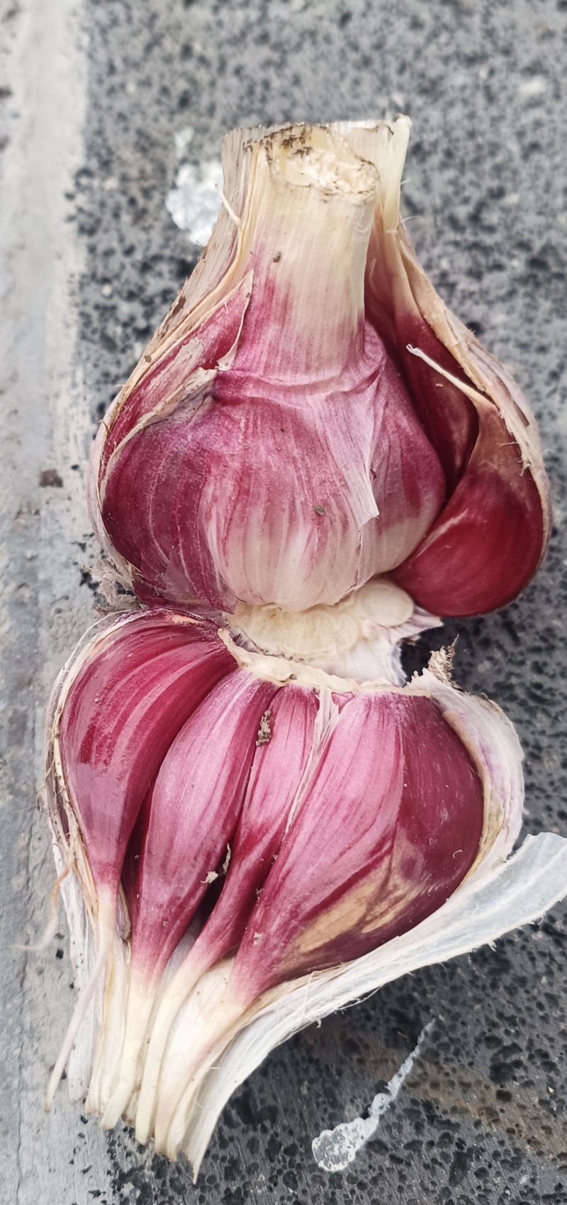 红皮蒜
