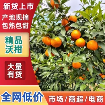 新鲜沃柑，产地直供，新鲜采摘，大量有货