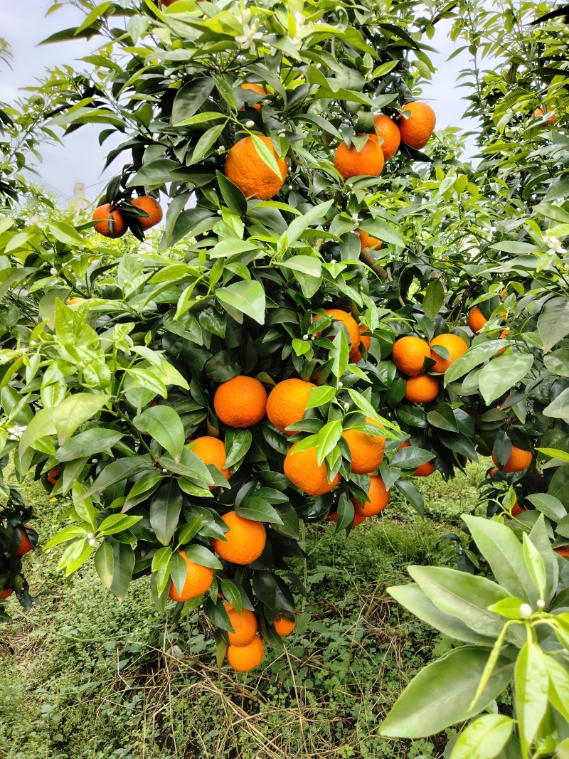 新鲜沃柑，产地直供，新鲜采摘，大量有货