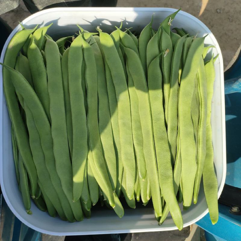 每天量大，精品，扁青芸豆，