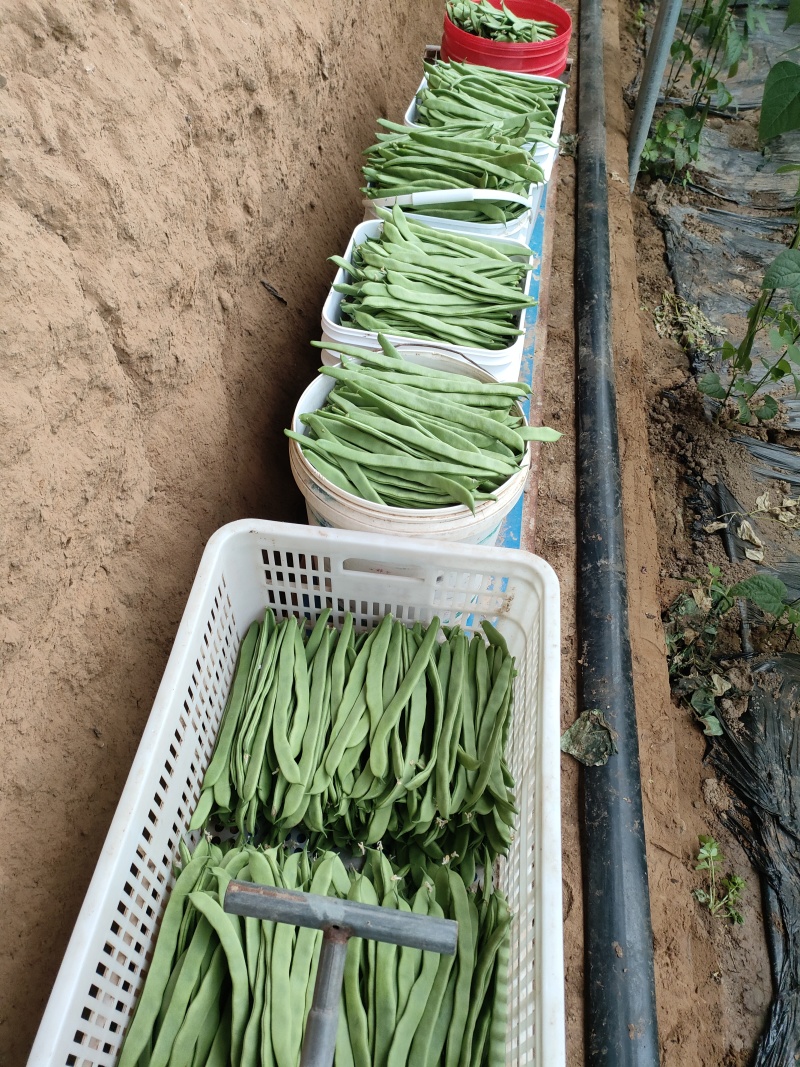 每天量大，精品，扁青芸豆，