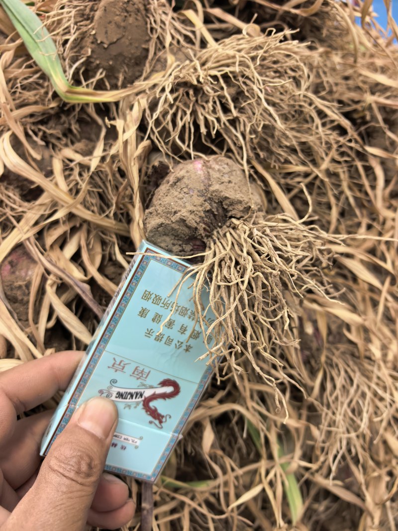 河南开封市通许县把子蒜大量有货！