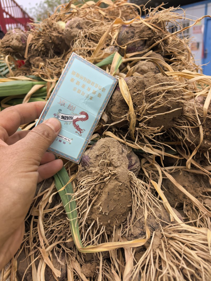 河南开封市通许县把子蒜大量有货！