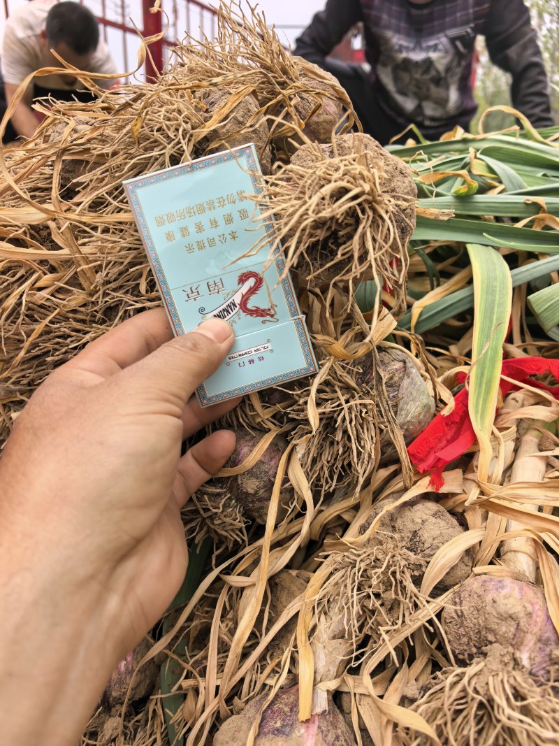 河南开封市通许县把子蒜大量有货！