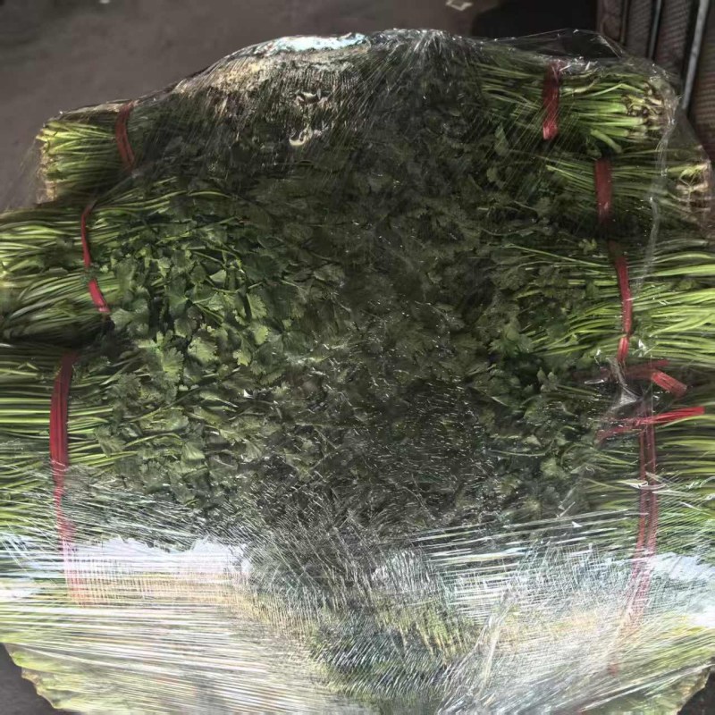 香菜，大叶小叶香菜，基地一手货源当天供应可对接市场商超电