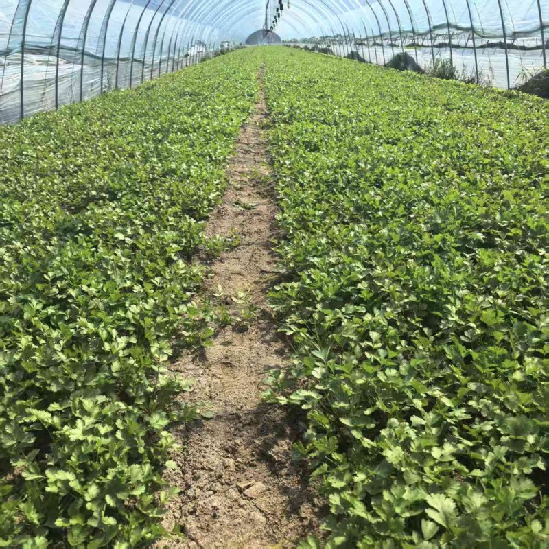 香菜，大叶小叶香菜，基地一手货源当天供应可对接市场商超电