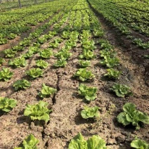精品生菜，江苏基地直发，自有基地大量现货保质保量