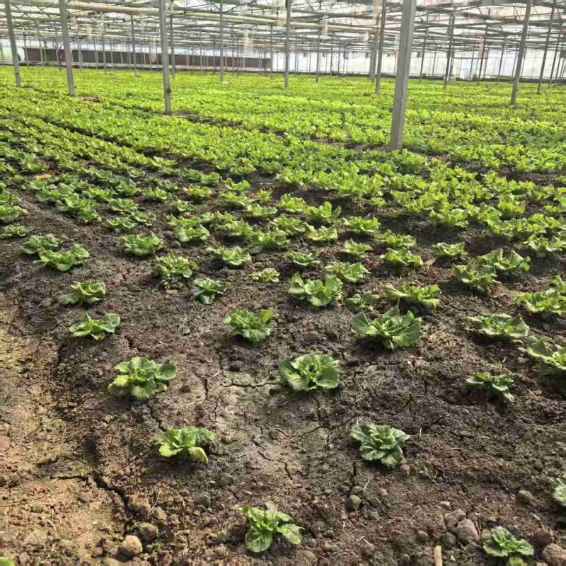 精品生菜，江苏基地直发，自有基地大量现货保质保量