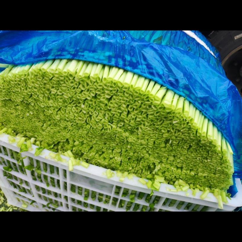 白梗柳叶空心菜，大棚种植，产地直发