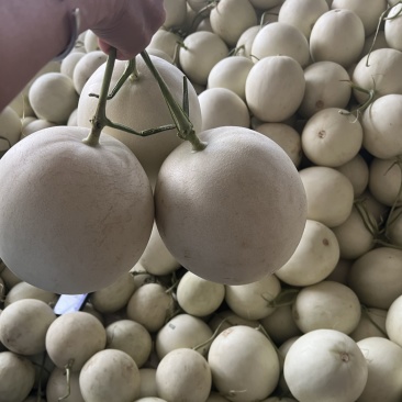 玉菇甜瓜