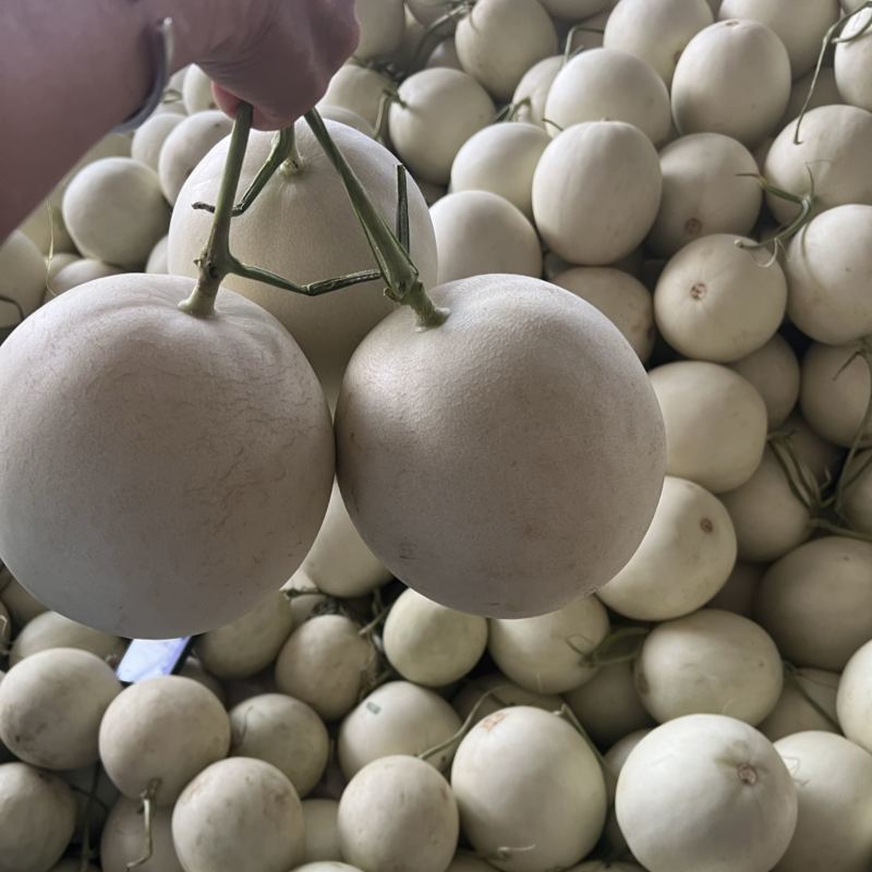 玉菇甜瓜