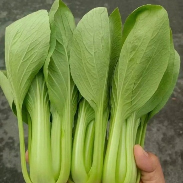 小油菜，快菜，菠菜，芹菜，茼蒿