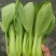 小油菜，快菜，菠菜，芹菜，茼蒿