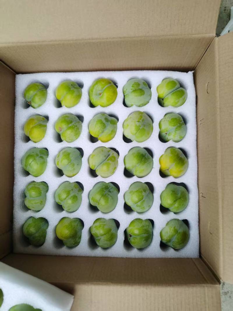 蜂糖李大果