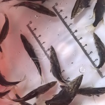 桂花鱼苗鳜鱼苗翘嘴鱼苗斑桂苗鱼肉食性鱼苗观赏性淡水活体小