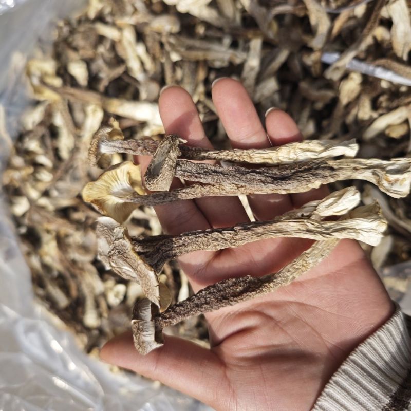 贵旺鹿茸去10斤干货整箱菌菇新货鹿耳菇火锅蘑菇煲汤食材