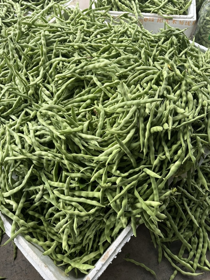 精品大青豆大量上市价格优美价格优美