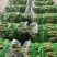 精品大青豆大量上市价格优美价格优美