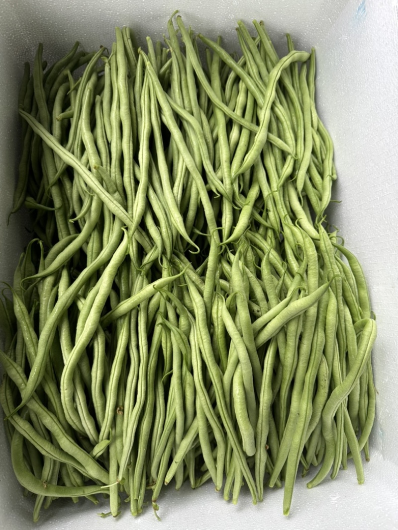 精品无茎豆价格优美大量有货