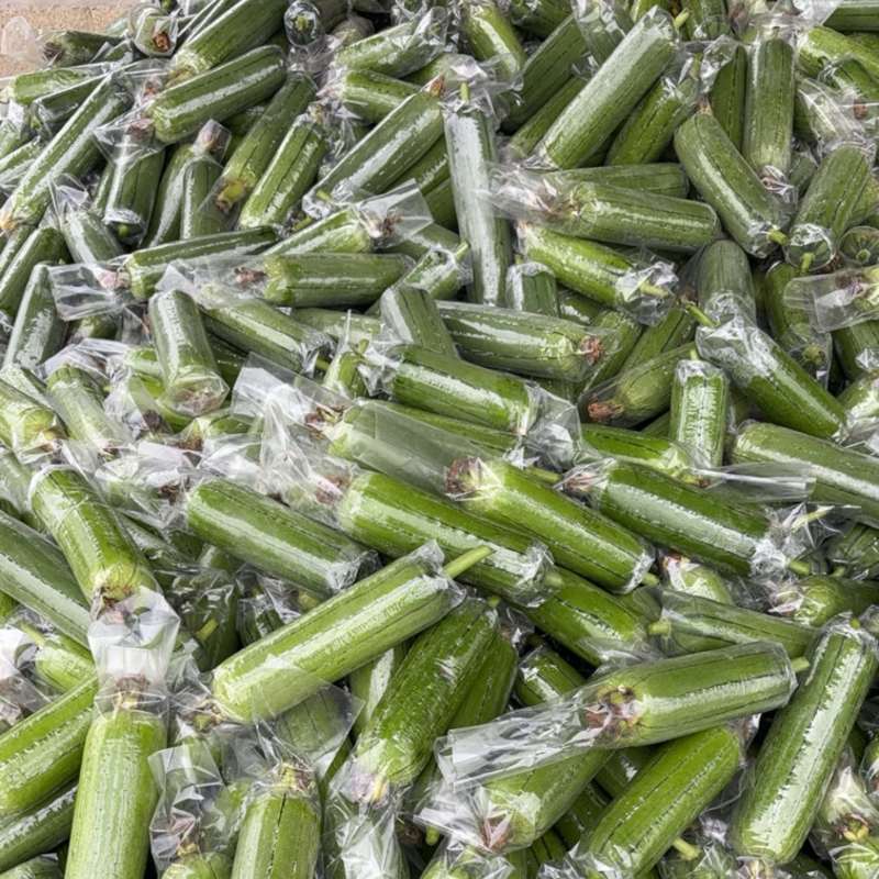 油皮丝瓜大量供应货源充足价格美丽欢迎来电咨询