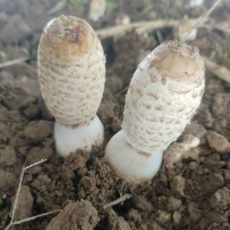 精细化管理，棉籽壳鸡腿菇