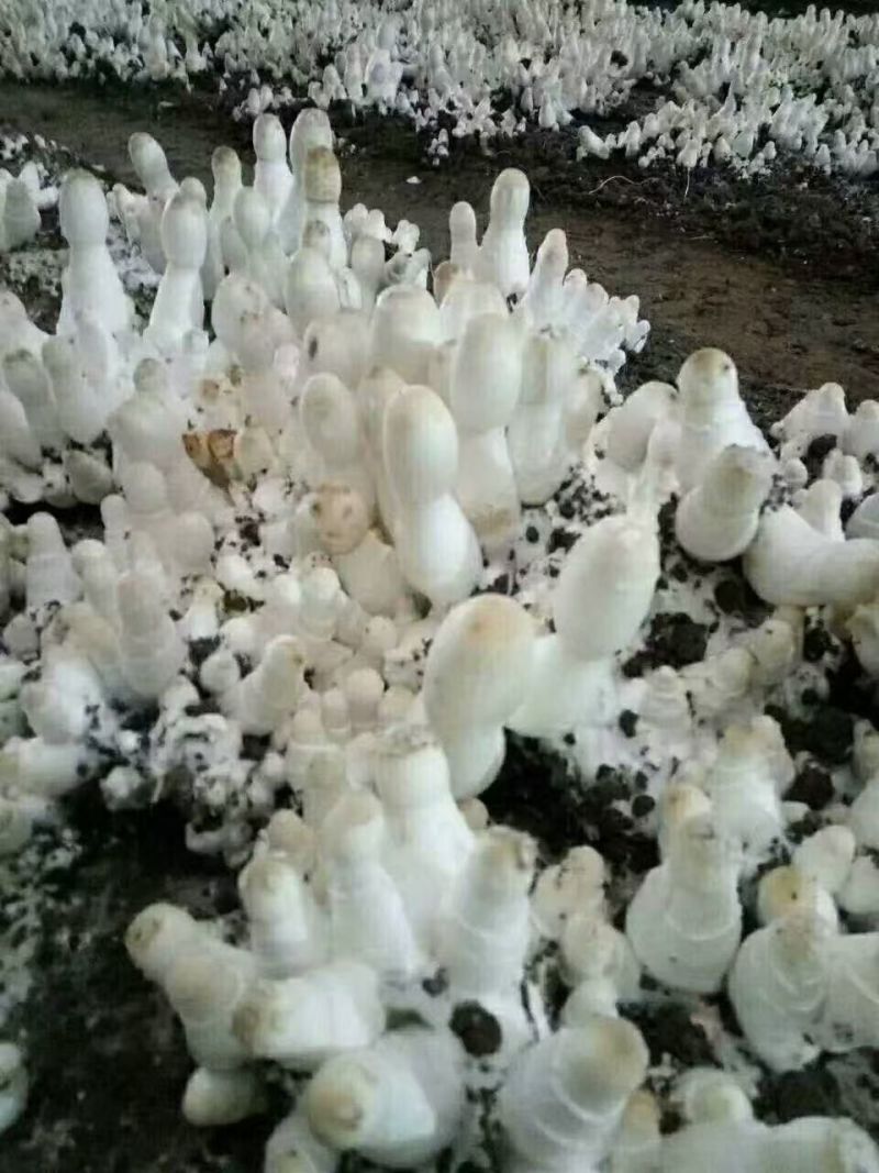 精细化管理，棉籽壳鸡腿菇