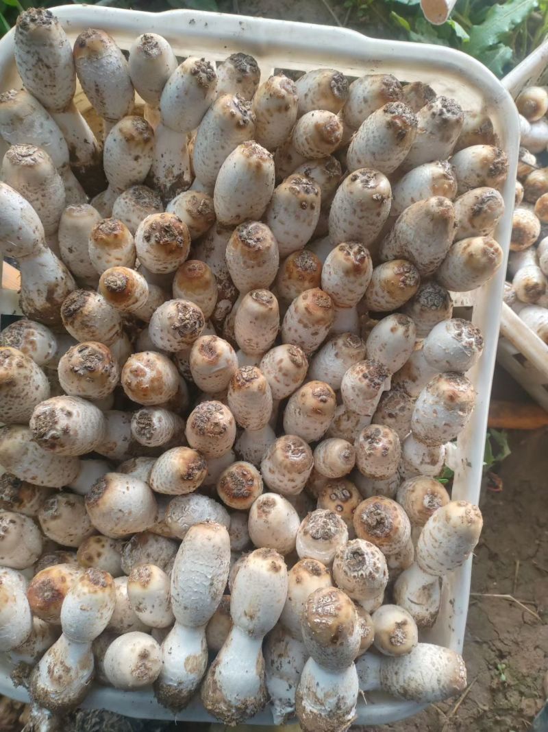 精细化管理，棉籽壳鸡腿菇