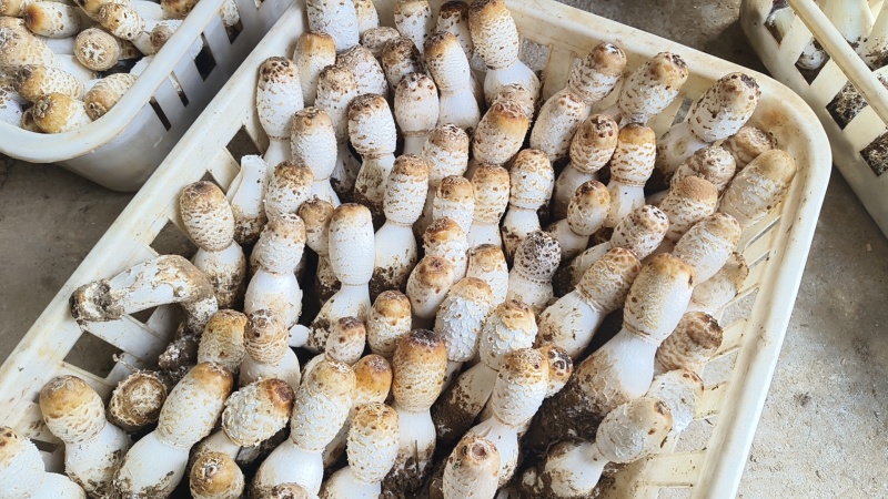 精细化管理，棉籽壳鸡腿菇